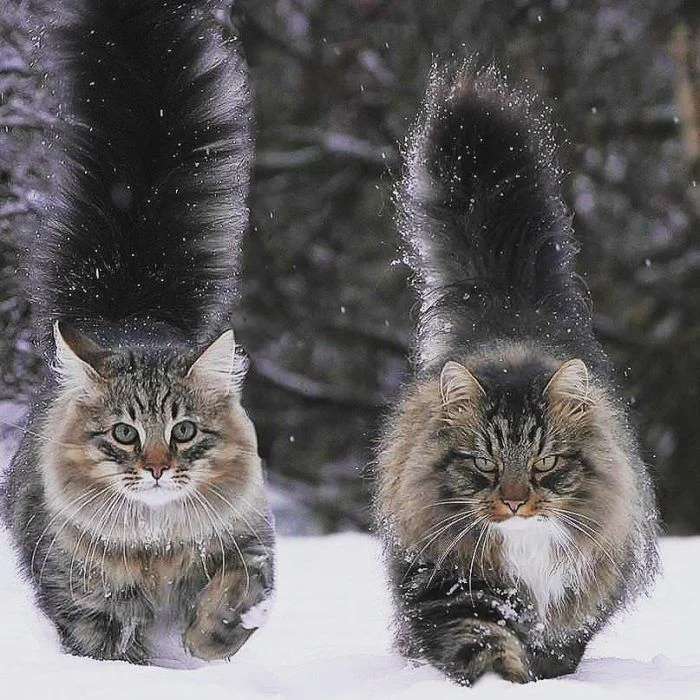 siberian-cat-12-700x700.webp