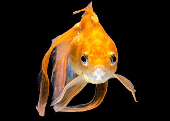 sick-goldfish-560x400.jpg