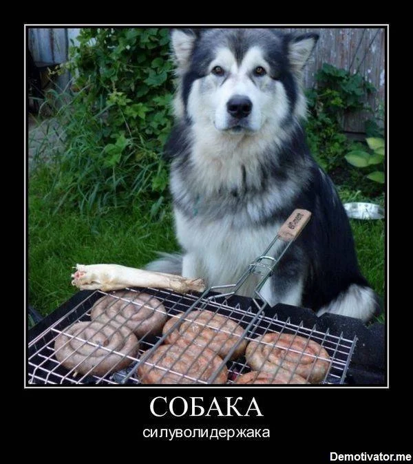 сила воли.webp