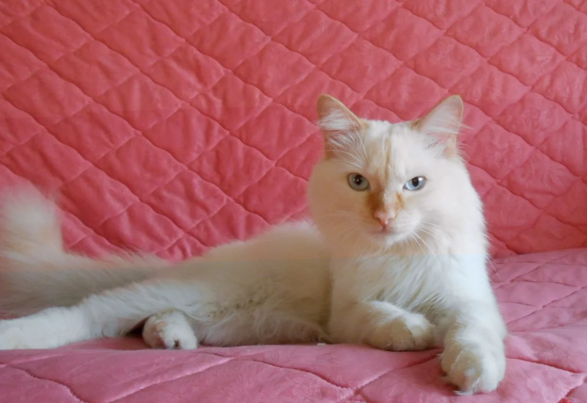 Сильвер. Барсик.webp