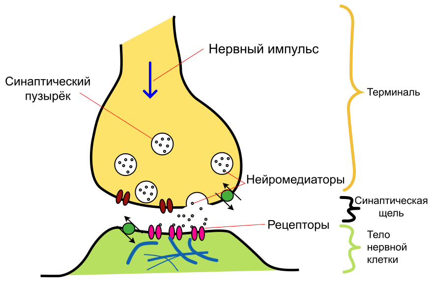 Sinaps-ru.svg.png