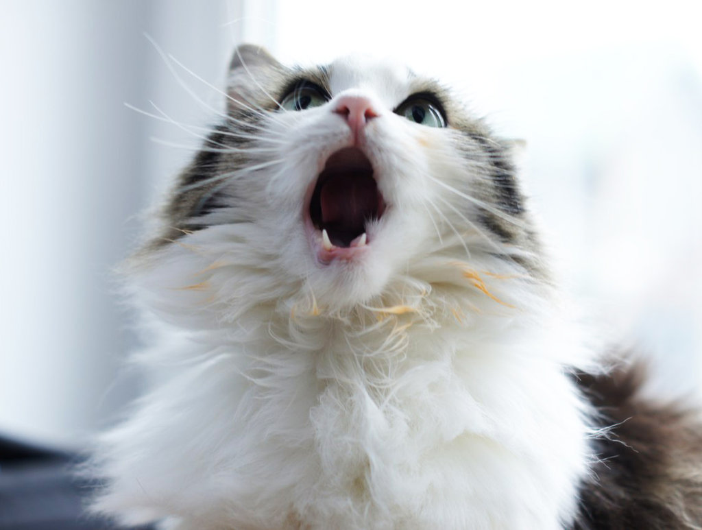 singing_cat_by_lathiumd5tt6h7.jpg