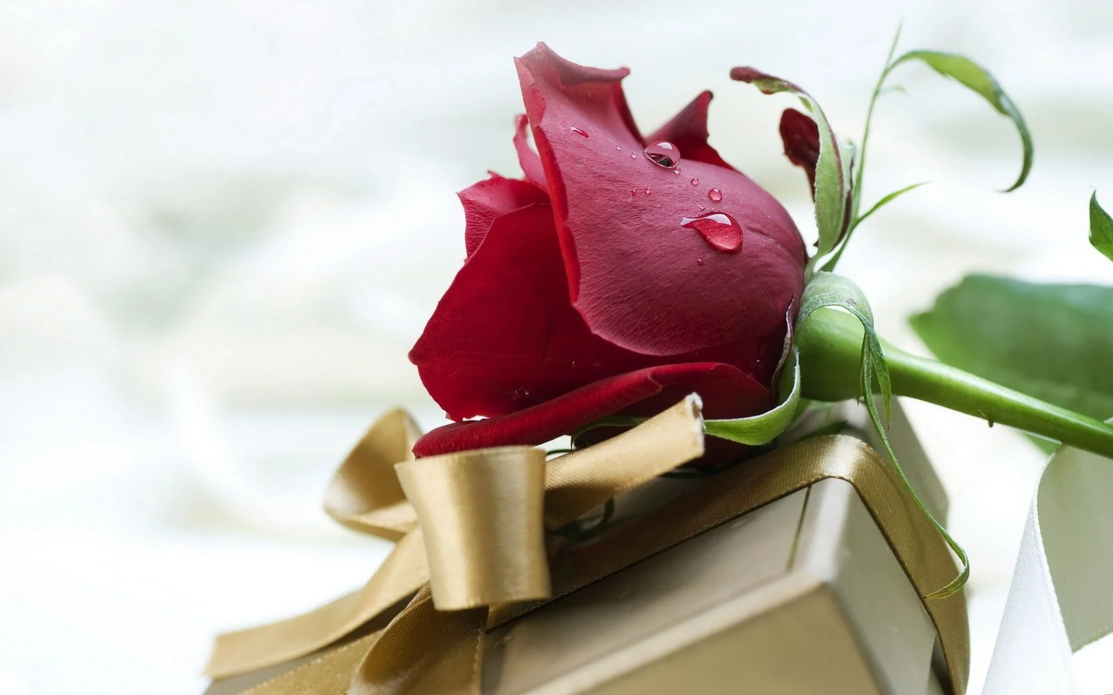 Single-Red-Rose.webp