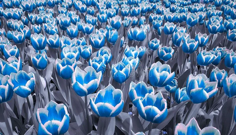 синие-и-белые-тюльпаны-голубая-белая-фон-тюльпанов-flowersblue-против-192813007.webp