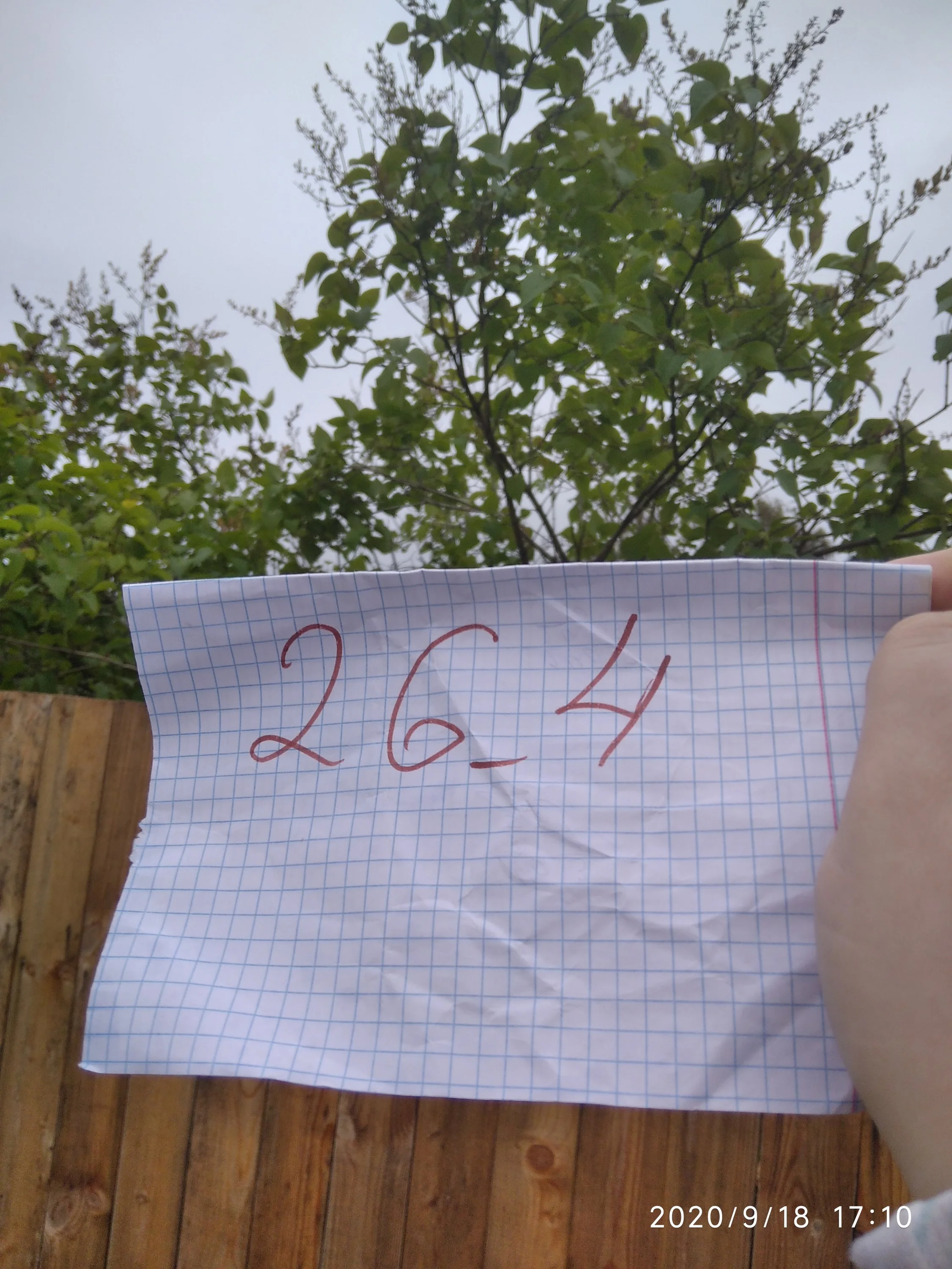 сирень белая.webp