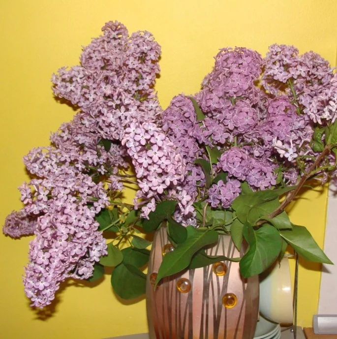 сирень май.webp