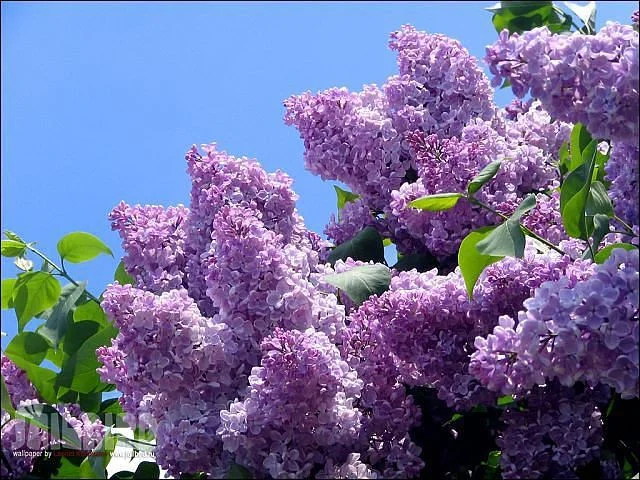 сирень.webp