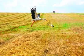 скачанные файлы (2).webp