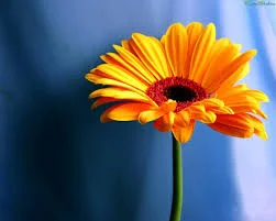 скачанные файлы (2).webp