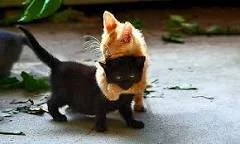 скачанные файлы.webp