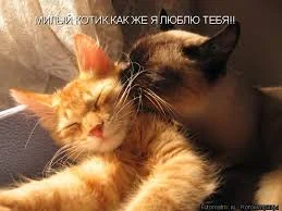 скачанные файлы.webp