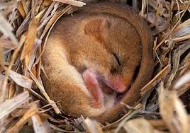 скачанные файлы.webp