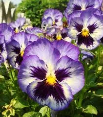 скачанные файлы.webp