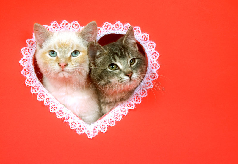 скопируйте-valentines-космоса-котят-дня-7648611.jpg