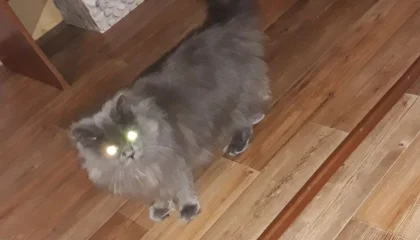 Скриншот 02-01-2019 222238.webp