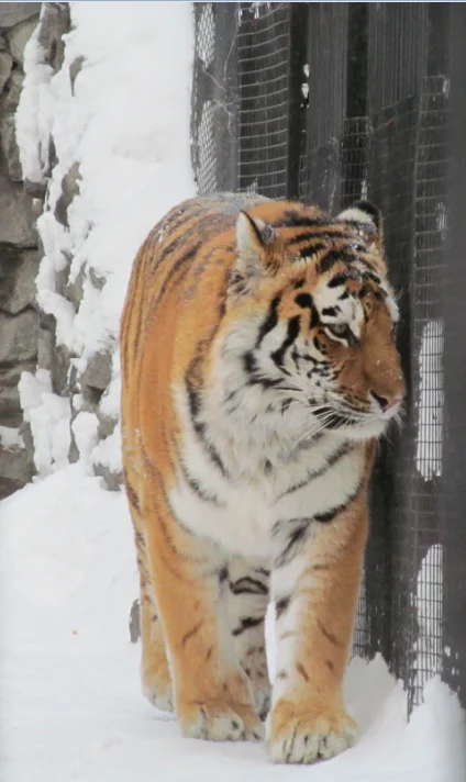 Скриншот 04-01-2019 215114.webp