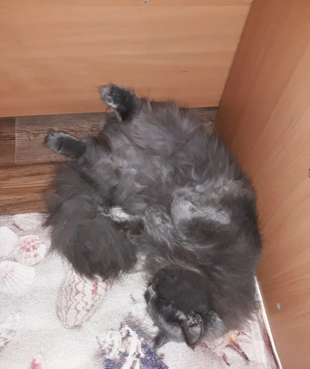 Скриншот 06-09-2018 123713.webp