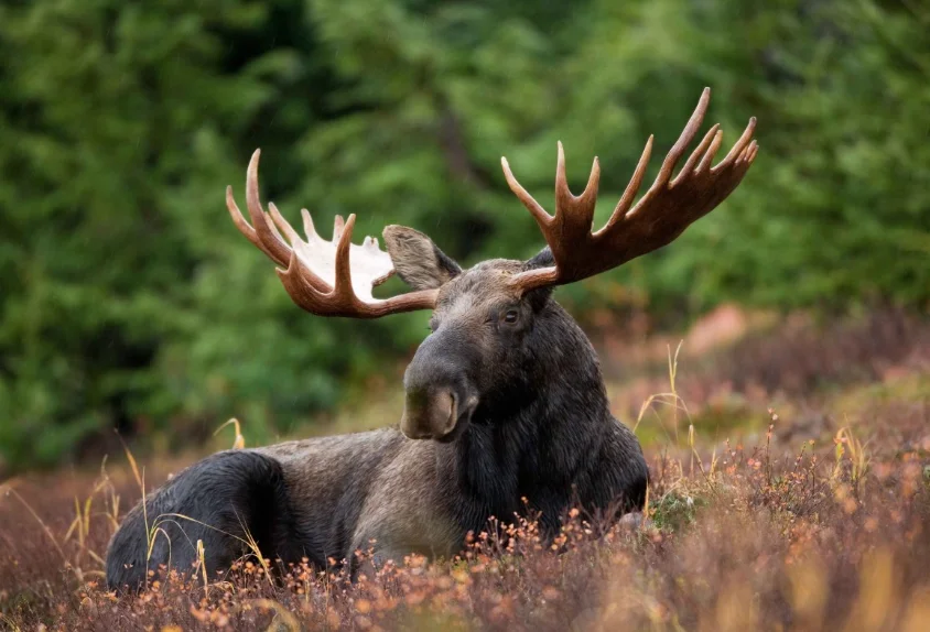 Скриншот 12-09-2018 153010.webp