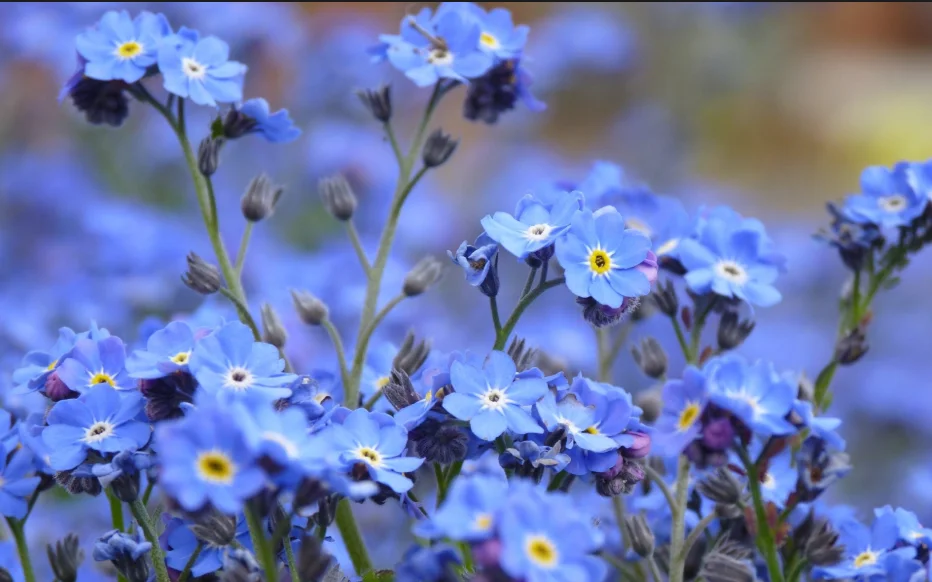 Скриншот 25-08-2018 131259.webp