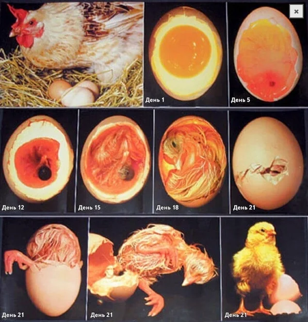 Скриншот 31-10-2021 153957.webp