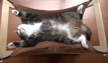 sleeping-cats-124-57cfdd5f0be17__605_thumb (1).gif