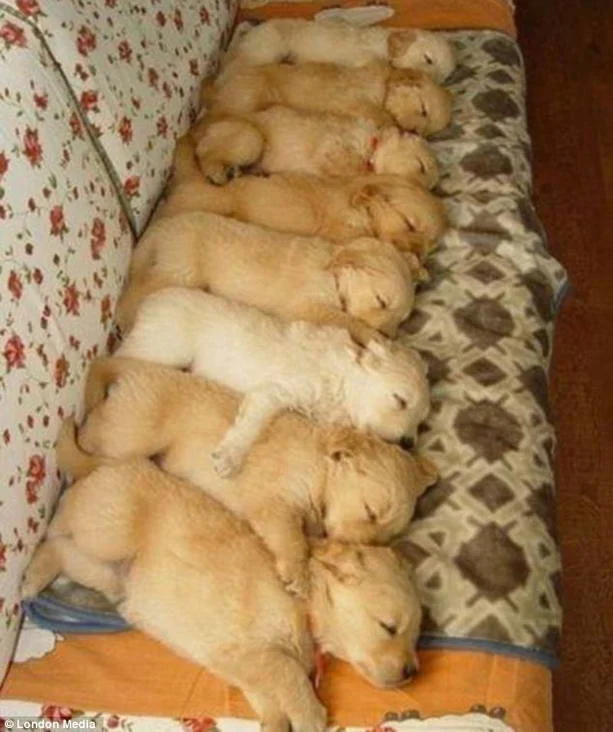 sleeping-dogs6.webp