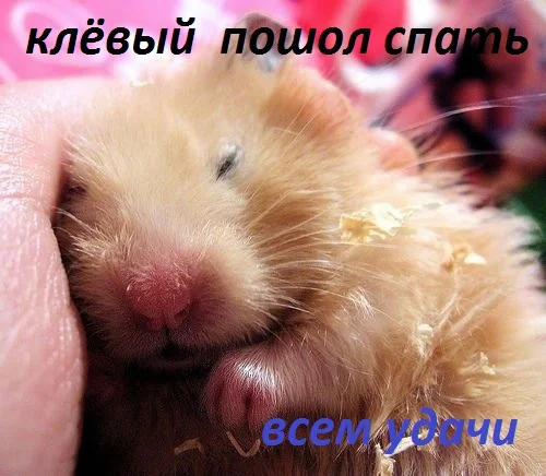 sleeping-hamster.webp