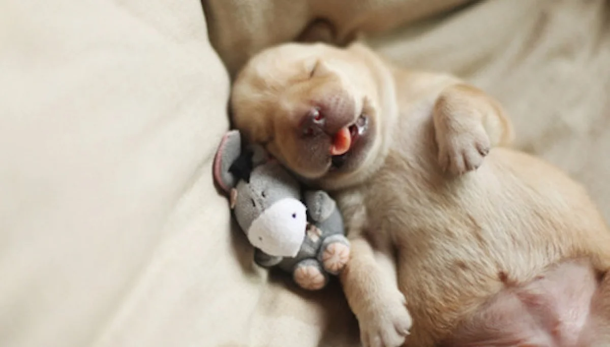 sleeping-puppy-3.webp