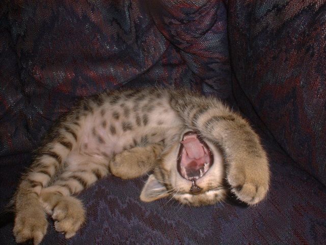 sleeping_cats_02.jpeg