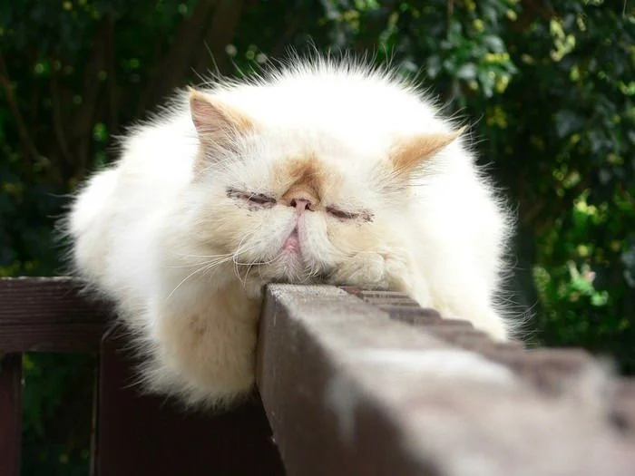 sleeping_cats_08.webp
