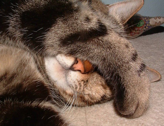 sleeping_cats_15.jpeg