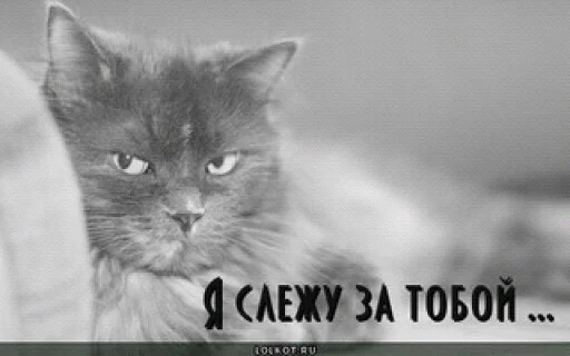 слежу за тобой.webp