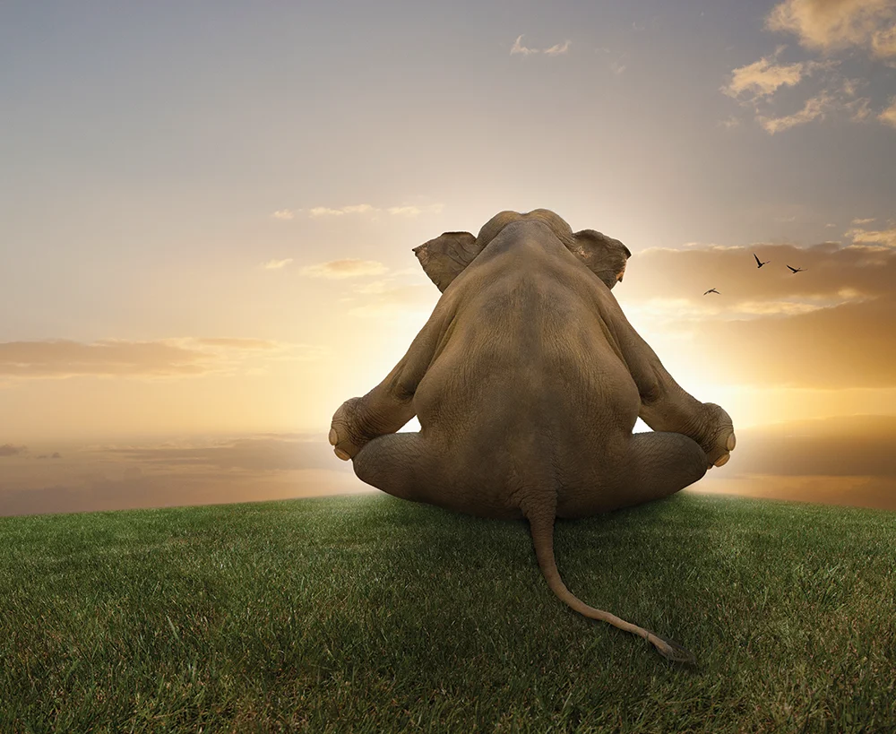 слон медит.webp