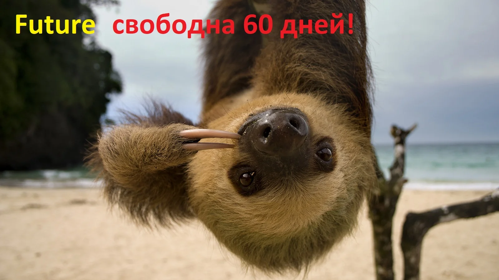 sloth-beach-upside-down.ngsversion.1396530757113-2.webp