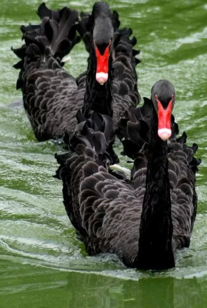 SmartSelect_20190921-122651_Samsung Internet.webp