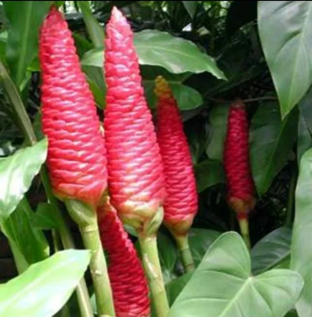 SmartSelect_20190928-095739_Samsung Internet.webp