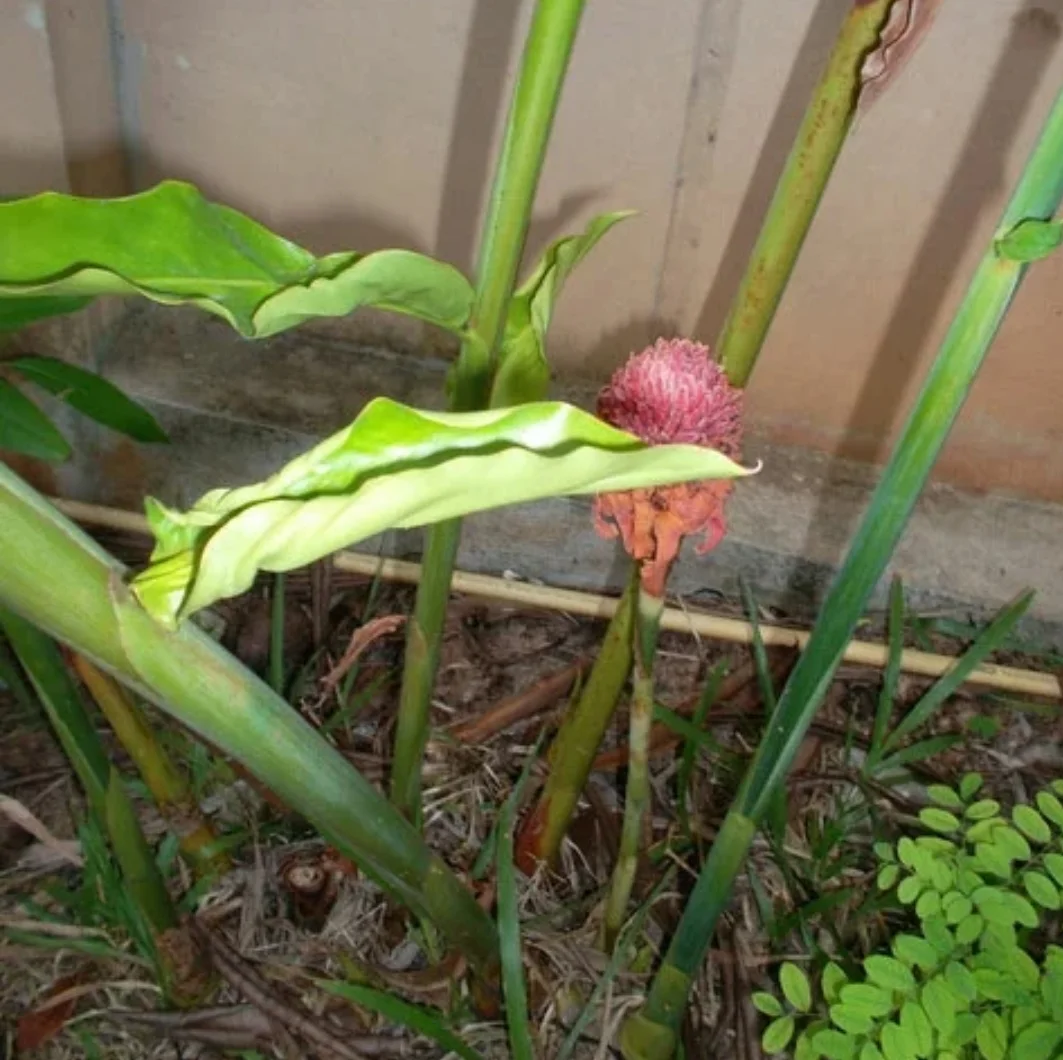 SmartSelect_20190928-095752_Samsung Internet.webp