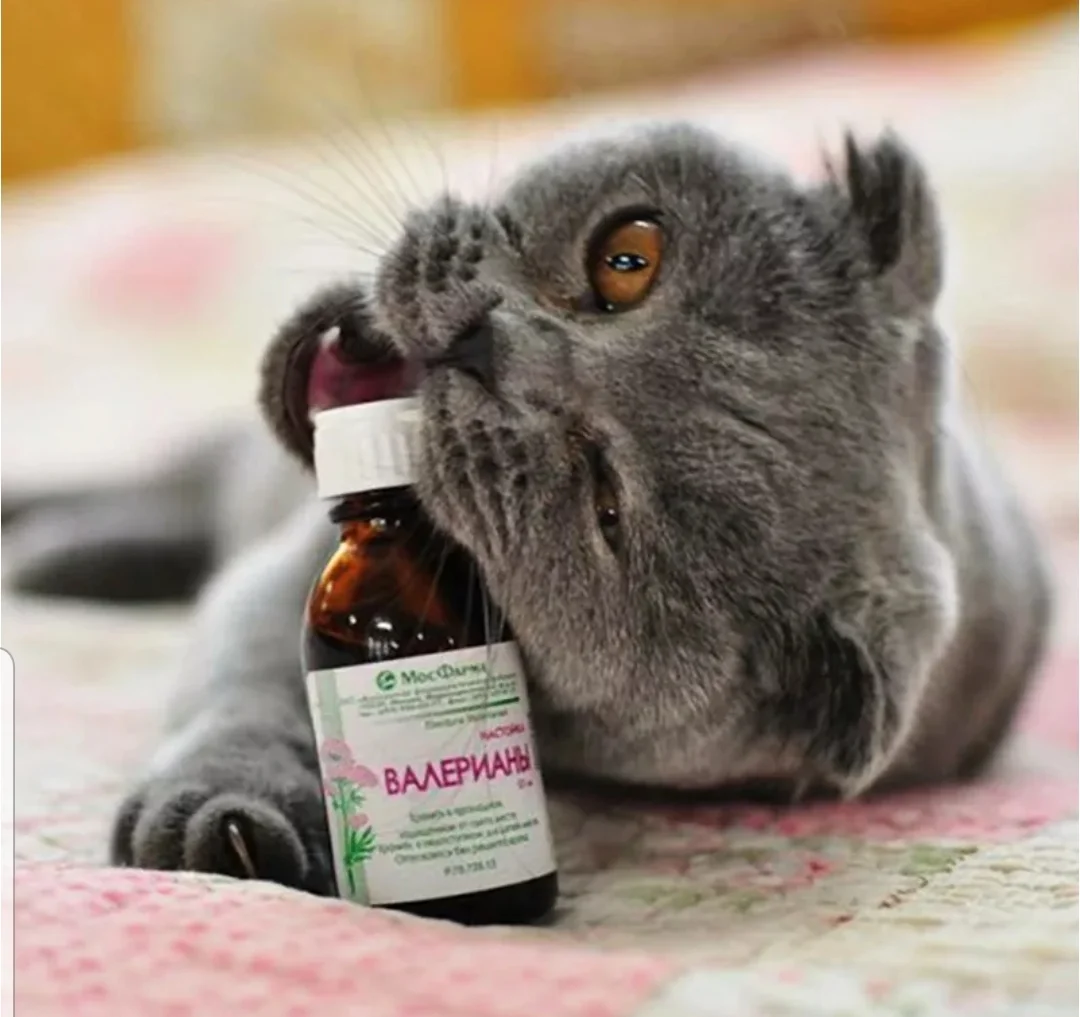 SmartSelect_20200510-233207_Samsung Internet.webp