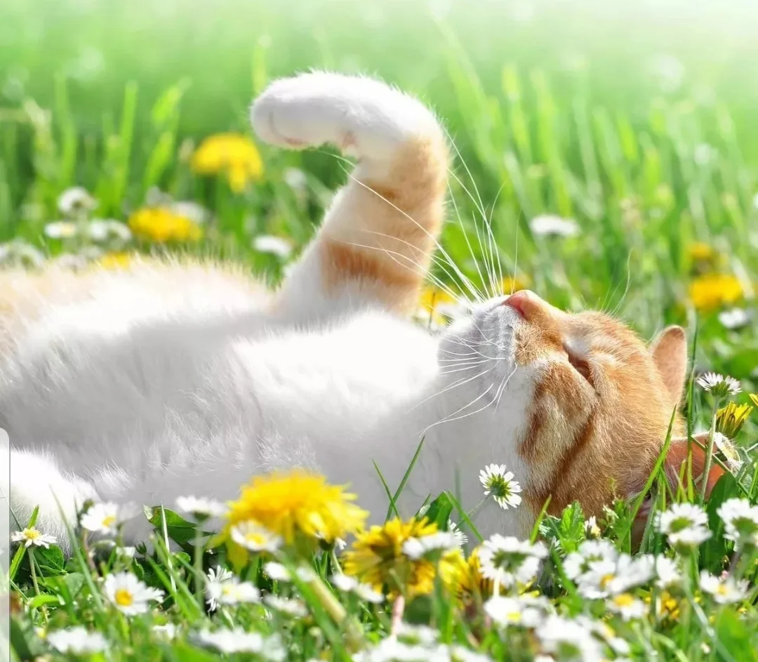 SmartSelect_20200603-093322_Samsung Internet.webp