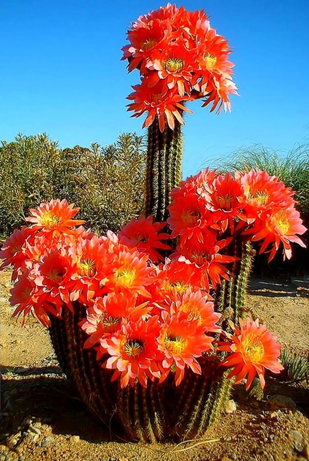 SmartSelect_20200703-113046_Samsung Internet.webp