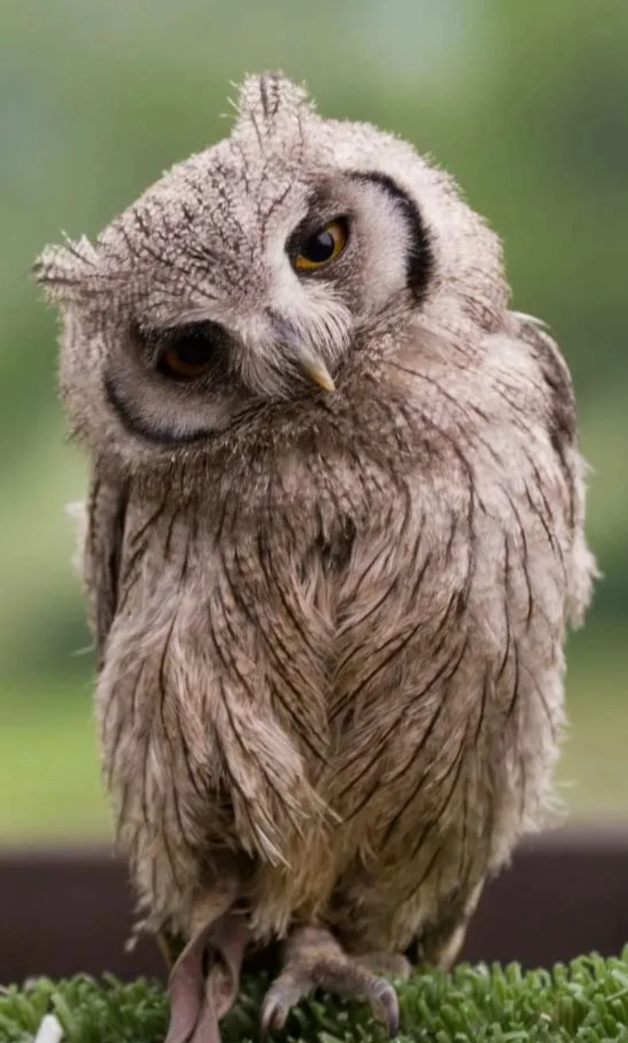 SmartSelect_20200804-111633_Samsung Internet.webp