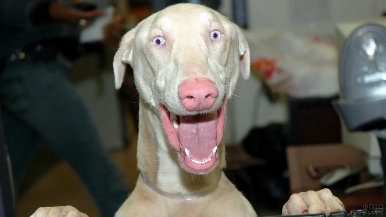 smeshnaja-sobachja-morda.webp