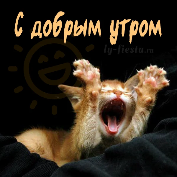 Smeshnaya-kartinka-s-Dobrym-utrom.webp