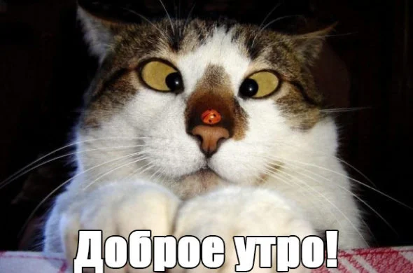 Смешные-и-красивые-картинки-с-добрым-утром-скачать-бесплатно-3-590x390.webp
