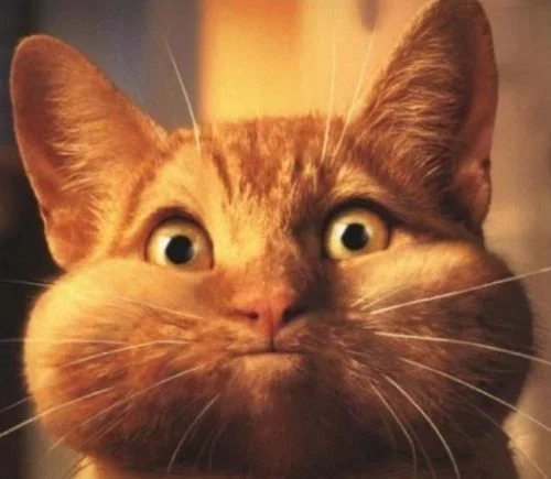 смешные-кошки-500x435.webp