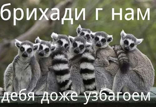 smeshnye_kartinki_lemury_15.webp