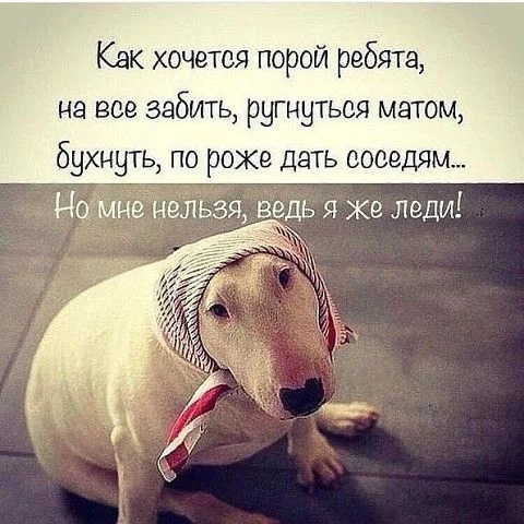 СМЕХ НЕ ГРЕХ — Разное _ OK_RU.webp