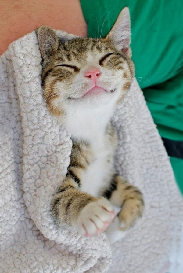 smiling-cat-01.jpg