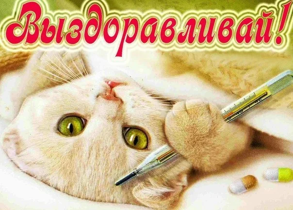 sms_vyzdoravlivaj_dlja_ljubimoj.webp