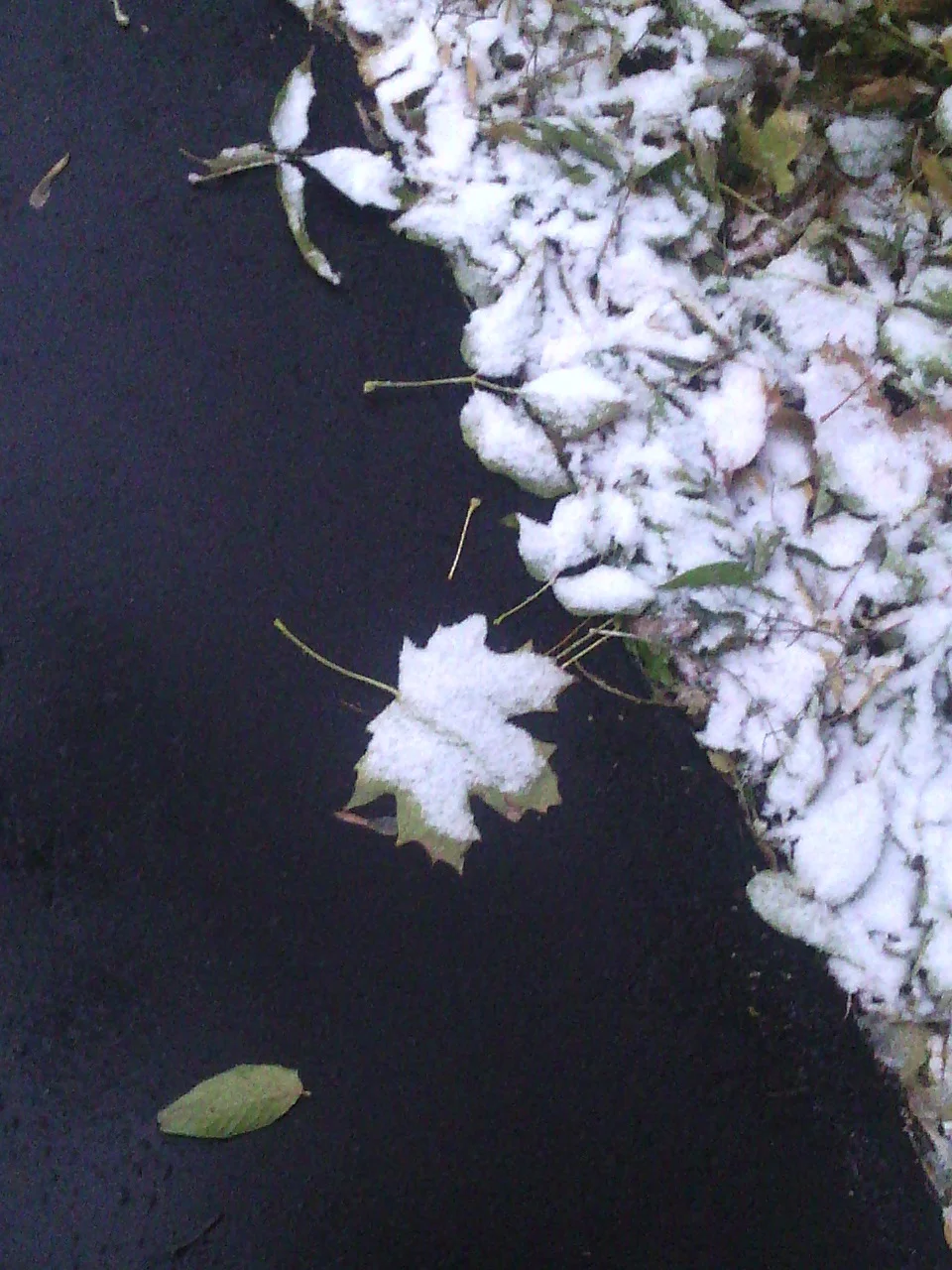 снегастый снег 3.webp